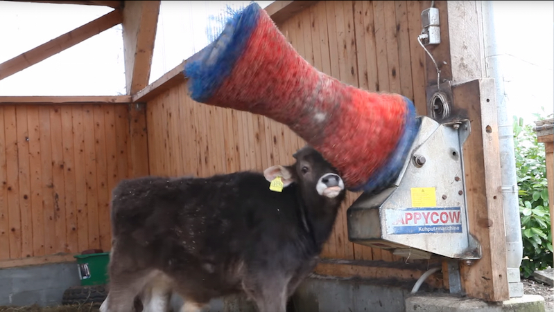 This Farm Animal Sanctuarys Rotating Cow Brush Is A Huge Hit Boing Boing