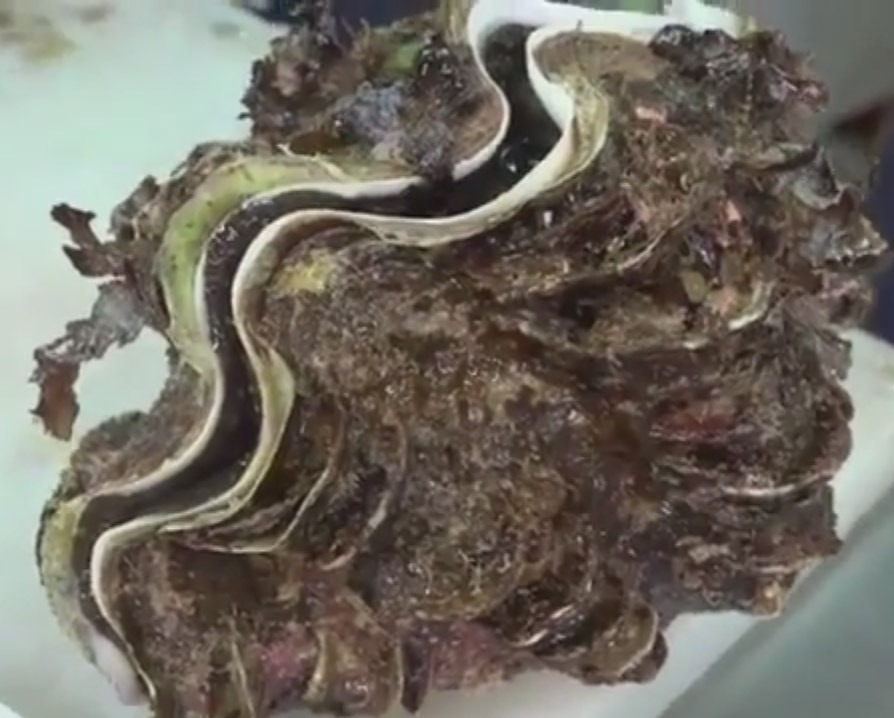 A Clam the Size of Your Head / Boing Boing