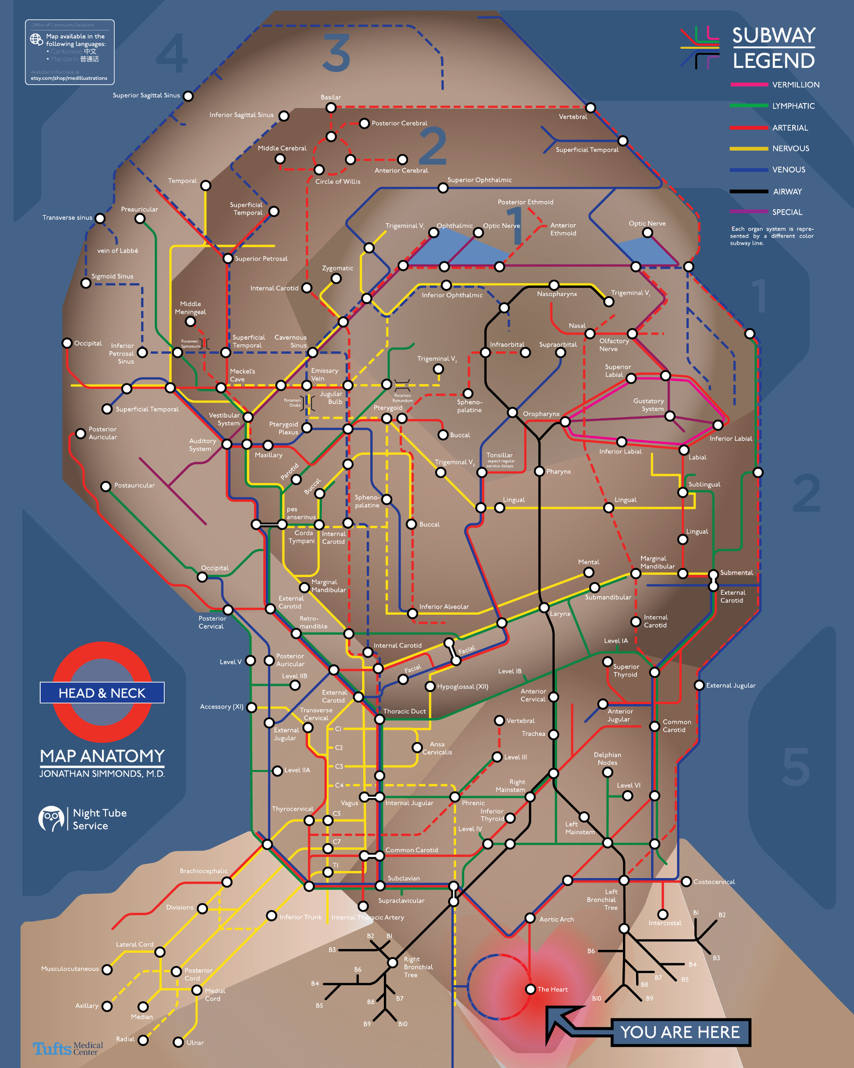 Anatomy of the human head in the style of a London tube ...