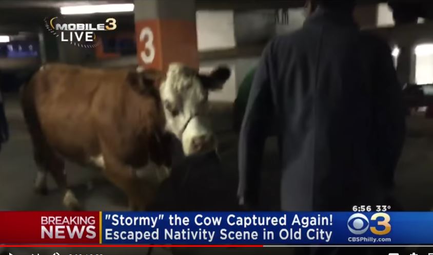 cow.jpg