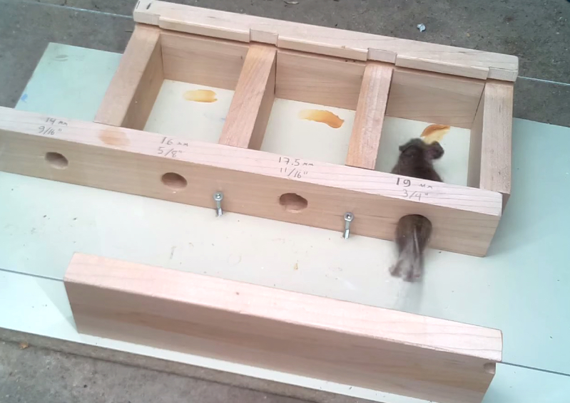 Watch this experiment on mice squeezing through tiny holes 