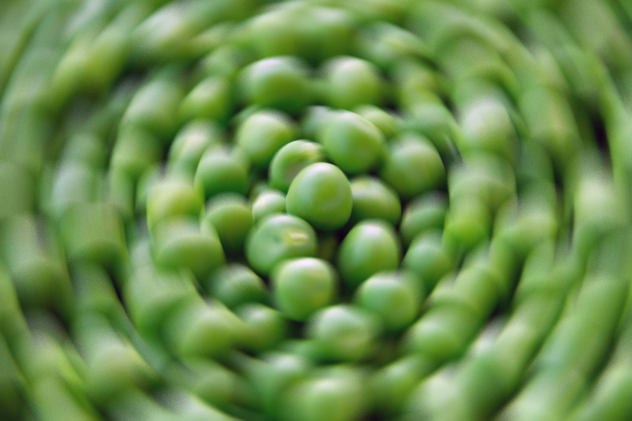 How quickly can a duck eat peas? / Boing Boing