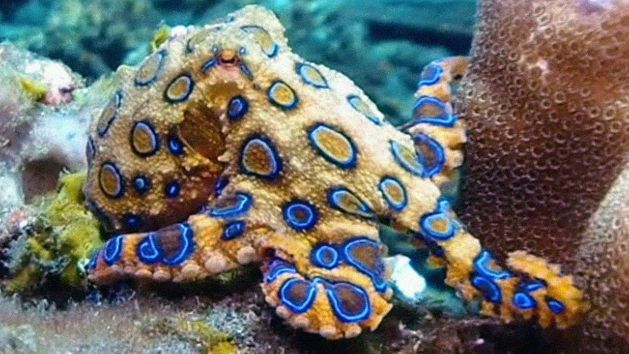 Чем заменить octopus на андроид