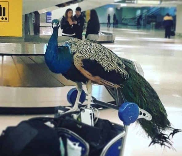United Airlines denied a woman trying to fly with her emotional support peacock