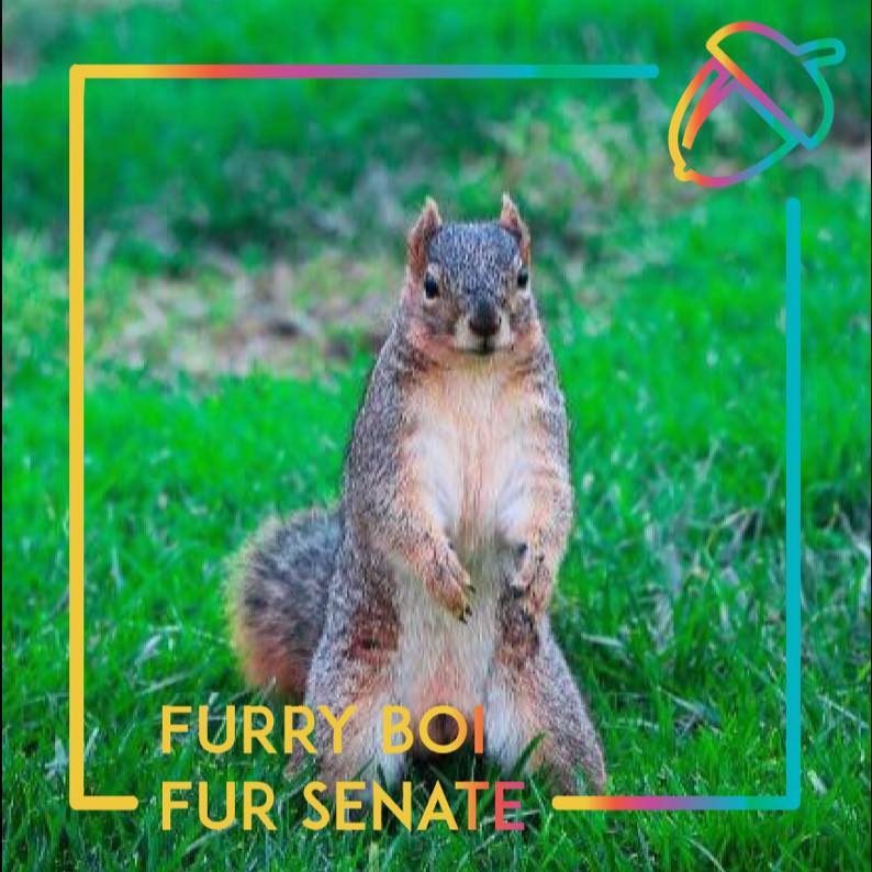 A squirrel named Furry Boi wins UC Berkeley student senate seat