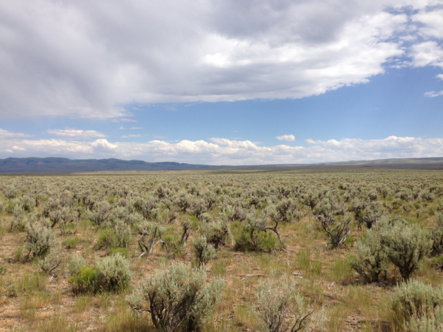 2013-07-07_15_41_55_Great_Basin_Sagebrus