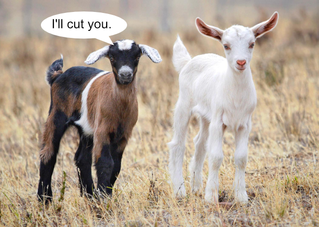 Baby_goats_jan_2007_crop.jpg