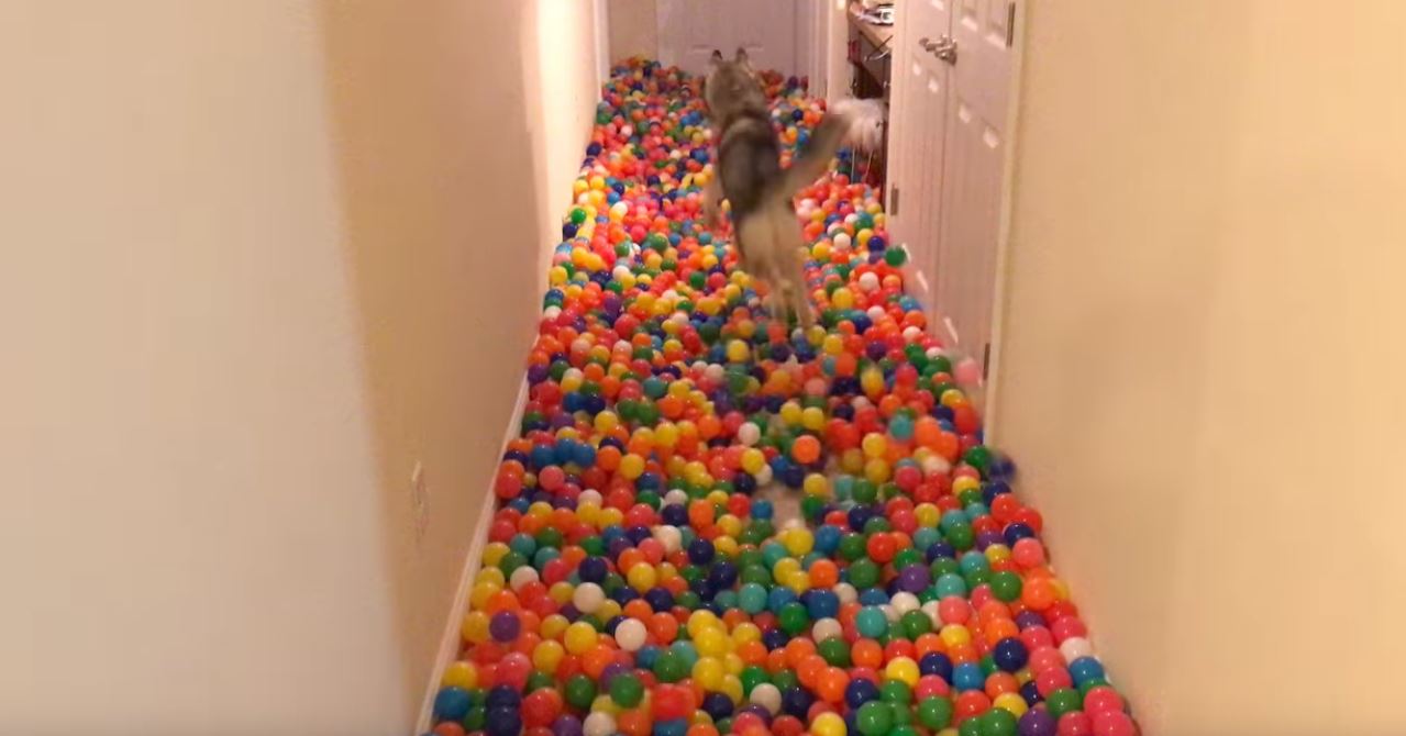 Dog enjoys personal ball pit / Boing Boing