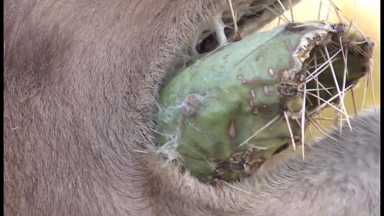 TIL: Camels can eat long-needled cactus / Boing Boing