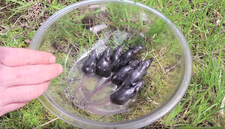 A Large Bowl And Some Peanut Oil Make A Perfect Live Mousetrap Boing