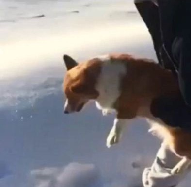 Watch this dog get tossed from an airplane (Don't worry though)