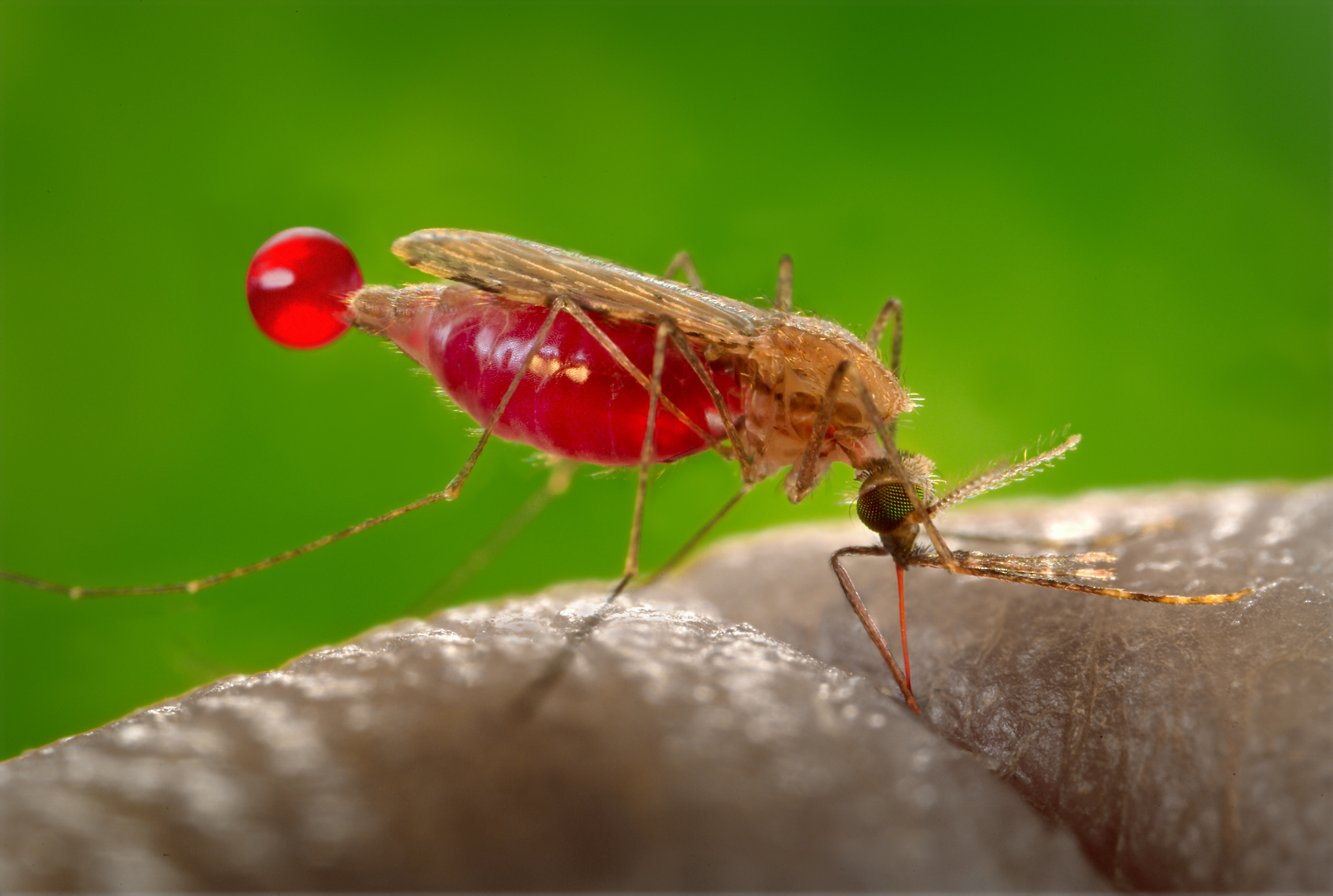 A CRISPR based Hack Could Eradicate Malaria carrying Mosquitoes Boing 