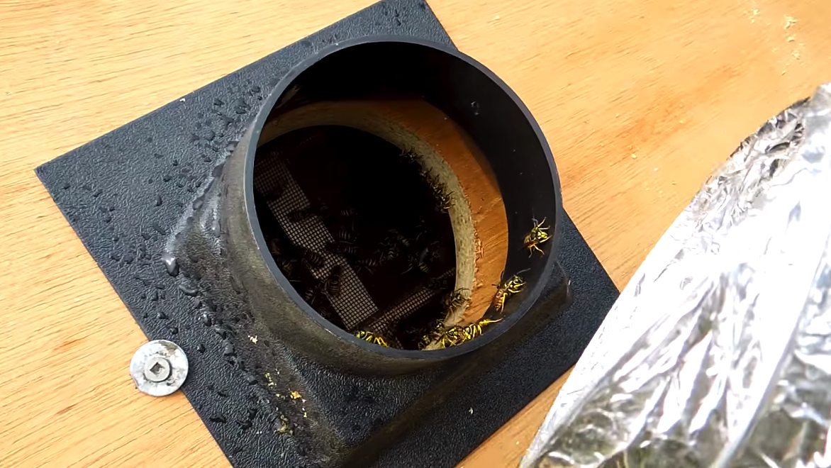 Man invents wasp vacuum and ends up with box of wasps / Boing Boing