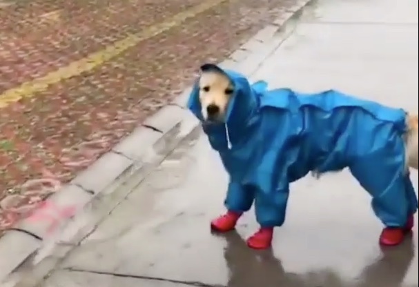 Dog Walks Perkily Through Rain In Spiffy Raincoat And Booties