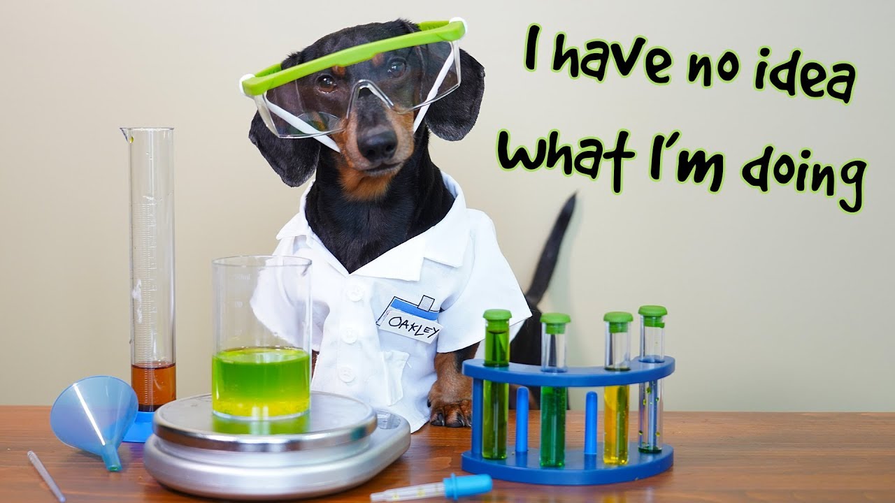 Dog Science Experiments