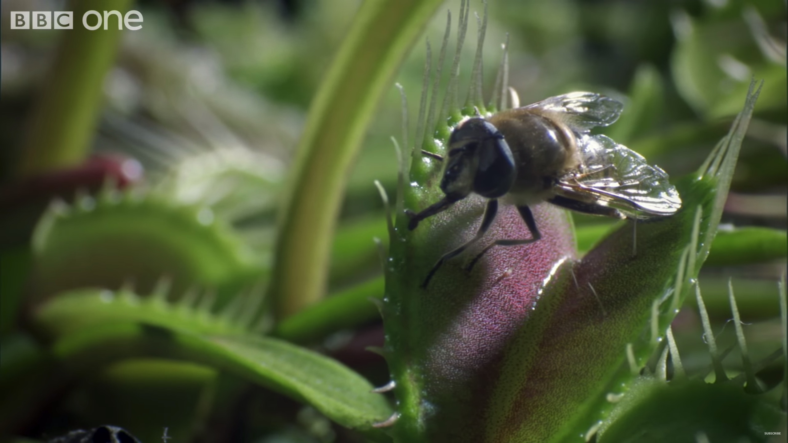 Close up video shows how Venus flytraps work / Boing Boing