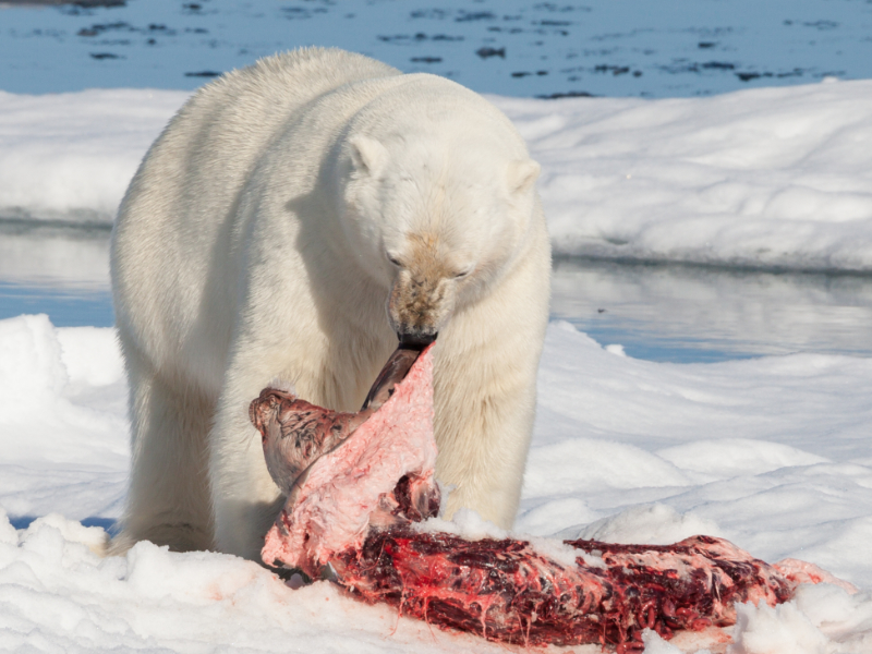 QnA VBage BBC filmmaker transforms himself into boxed lunch for a polar bear