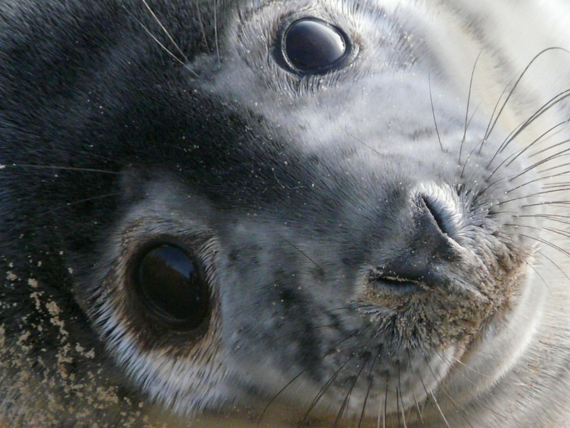 These Seals are Singing for Science / Boing Boing