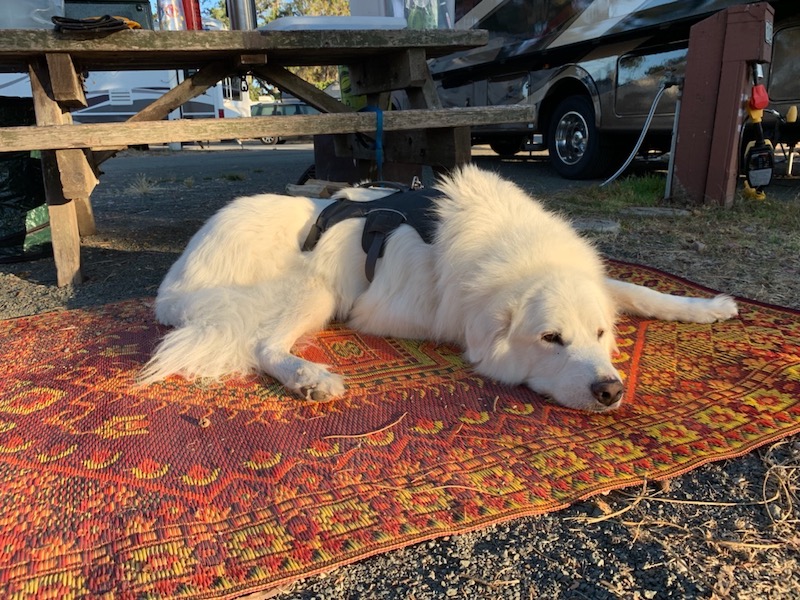 QnA VBage Recycled polypropylene rug helps my dog look GOOD