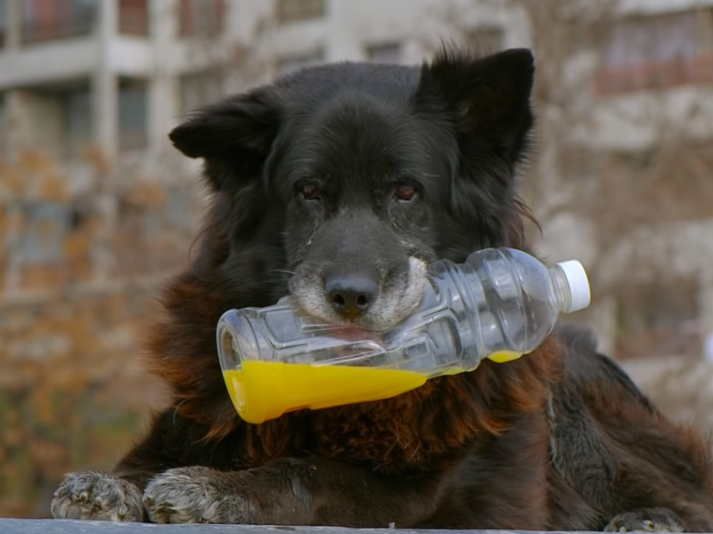 Los Reyes is the stray dog documentary I never knew I needed / Boing Boing