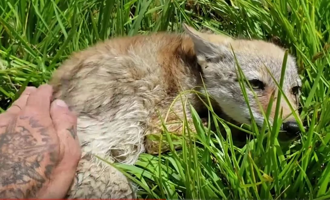 Abandoned coyote pup gets the care it deserves / Boing Boing
