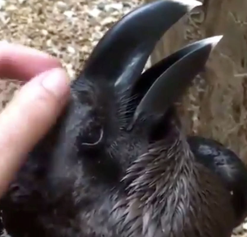 Is this a bird or a bunny?