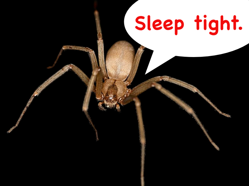 Brown recluse spider extracted from woman's ear / Boing Boing