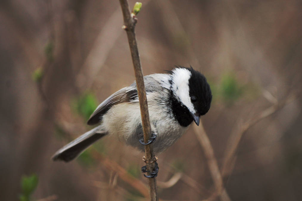 Photo of a chickadee by Geoffrey Gilmour-Taylor