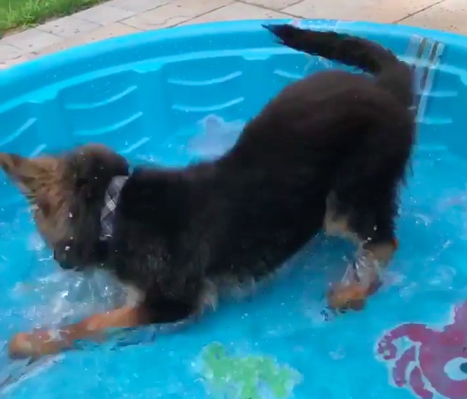 German Swimming Pool Porn - puppies / Boing Boing