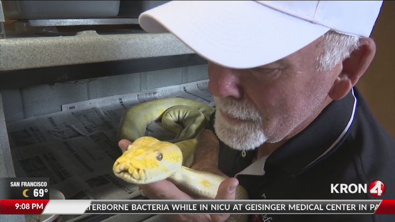 Thieves Mistakenly Steal Bag With 4 Live Snakes Inside