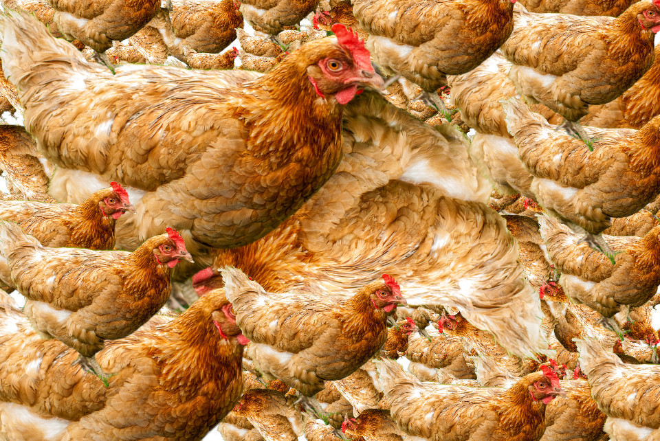 Man accidentally buys 1,000 chickens / Boing Boing