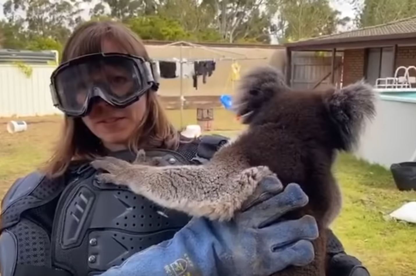 drop bears / Boing Boing