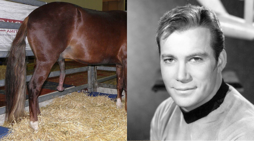 William Shatner wins a huge load of horse semen in his ...