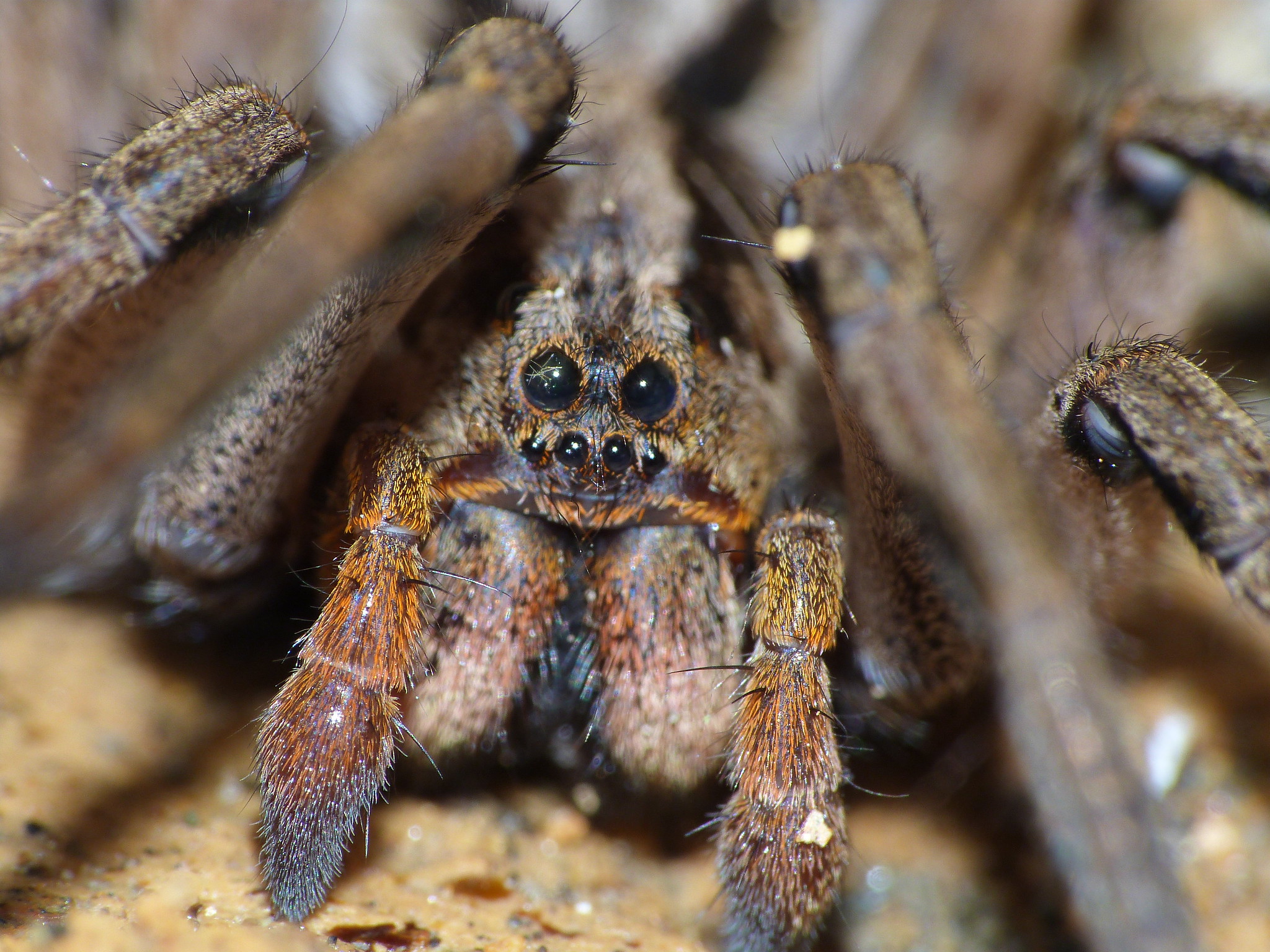 how-domesticated-tarantulas-are-dealing-with-covid-19-boing-boing