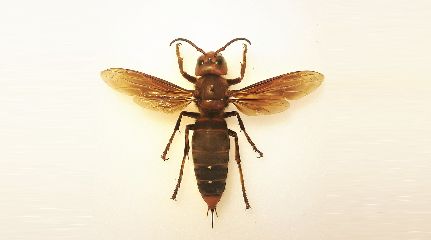 Murder Hornets Invade America Boing Boing   Asian Hornet 