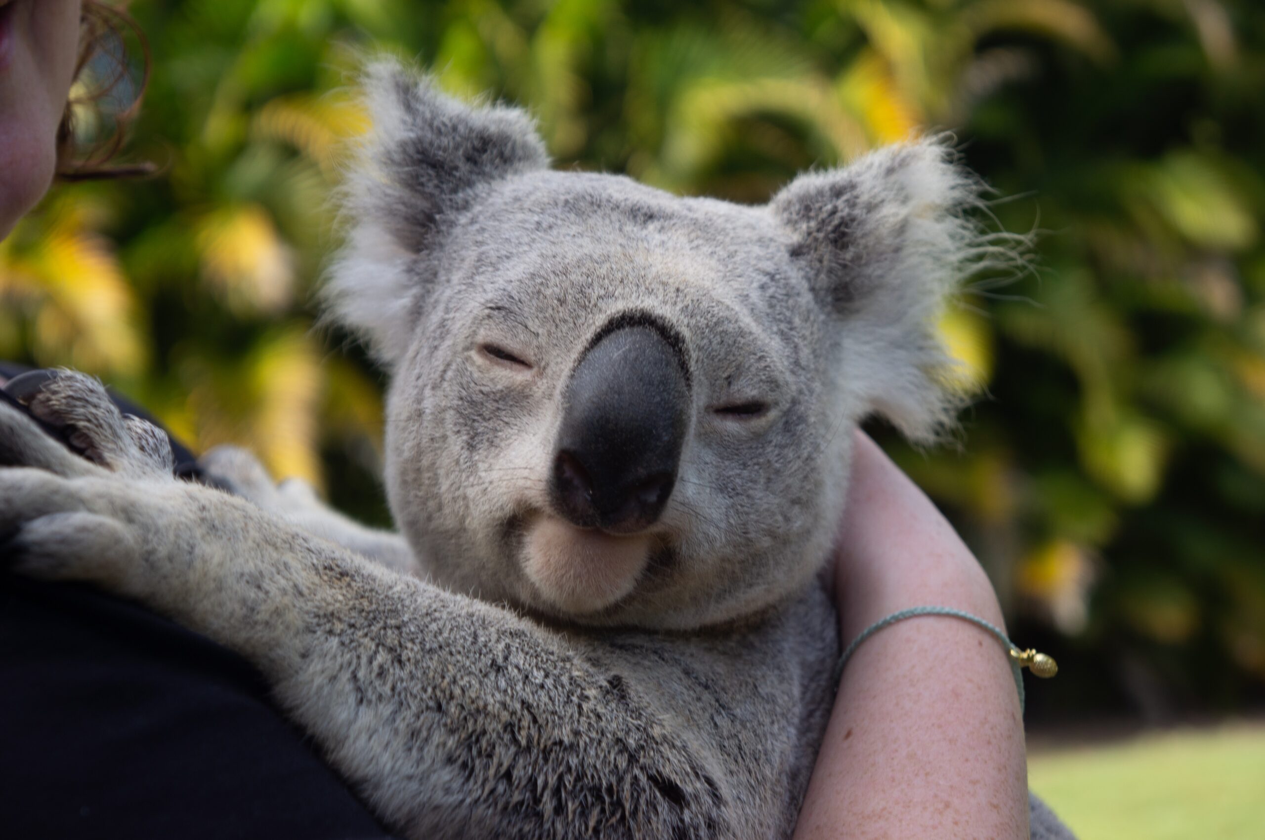 koala baby