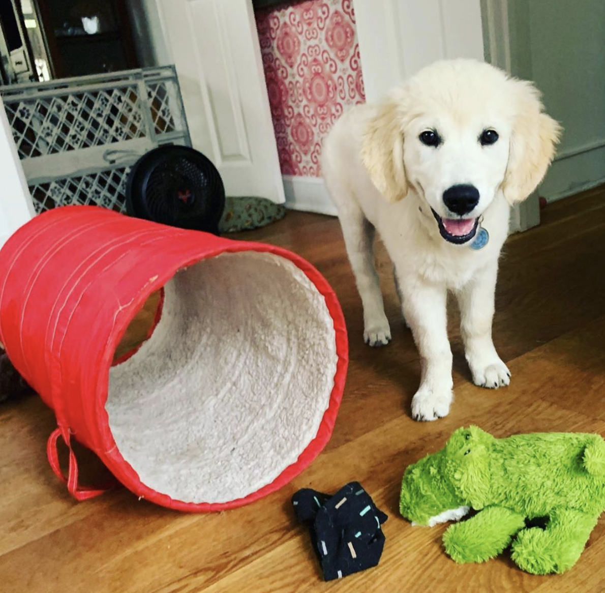 My dogs like to play / Boing Boing